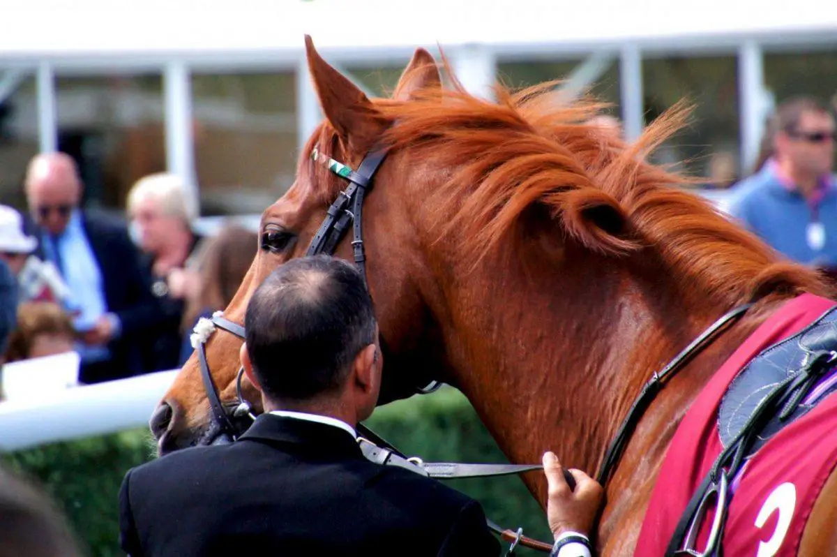 a day out at al shaquab lockinge day newbury racecourses - activities 6
