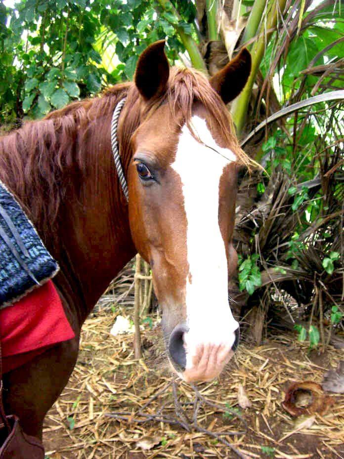 On Horseback through the Dominican Republic - Horse Riding