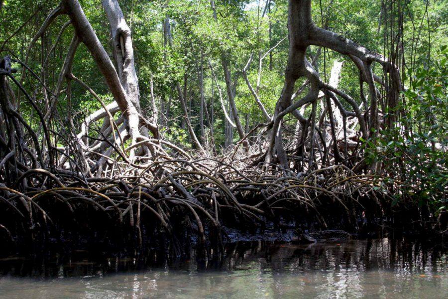 On Horseback through the Dominican Republic - Los Haites National Park