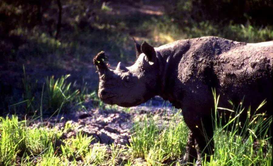 Top 10 Rare African Animals & Where to Find Them - Black Rhino