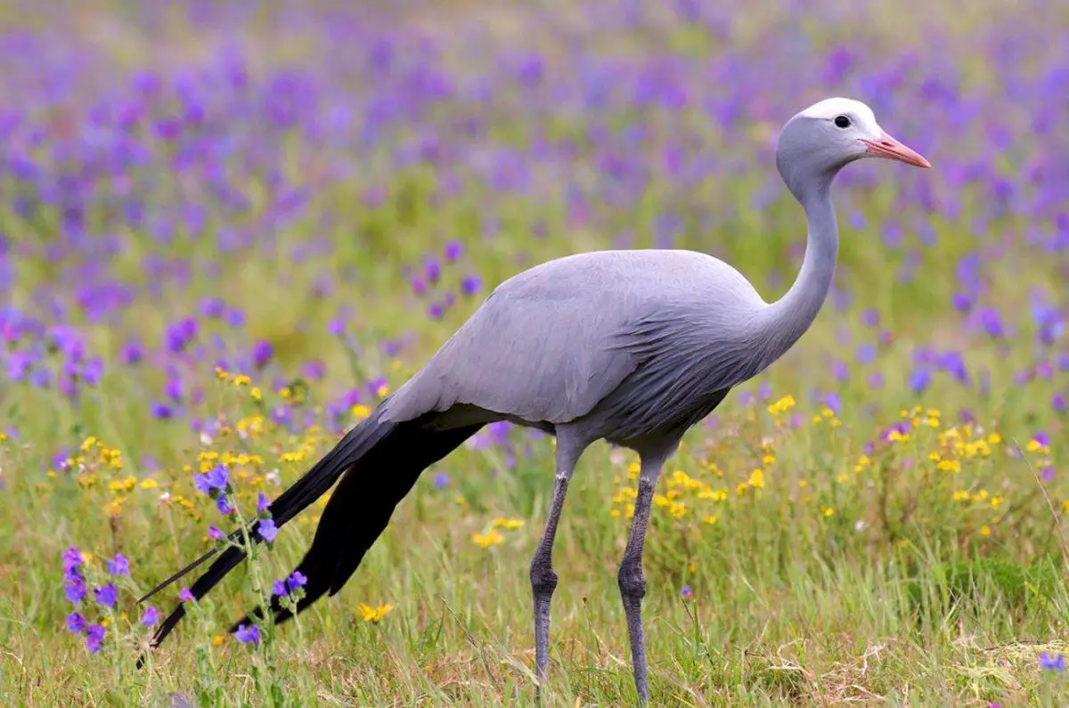 South African Animals List