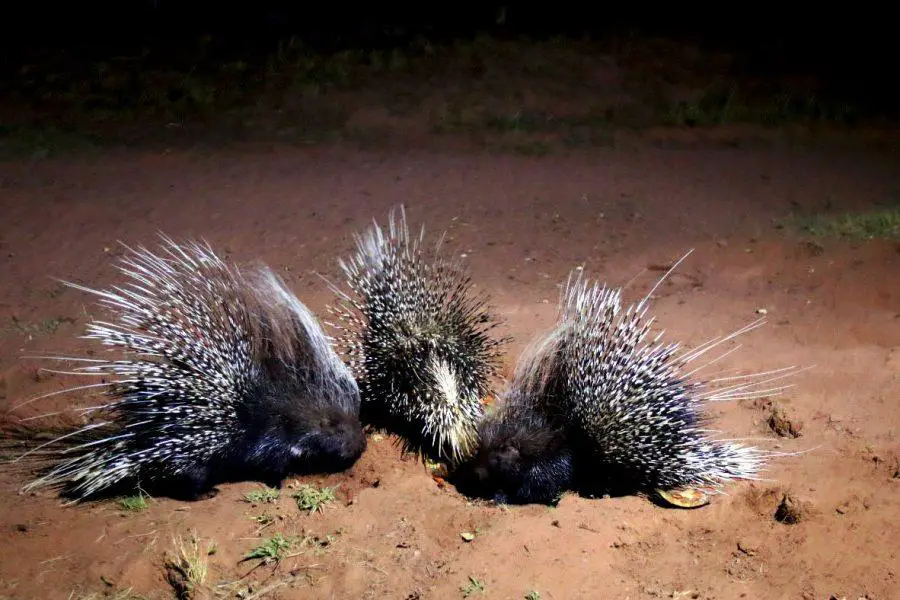 Top 10 Rare African Animals Where to Find Them Porcupine Top 10 Rare African Animals & Where to Find Them - Porcupine