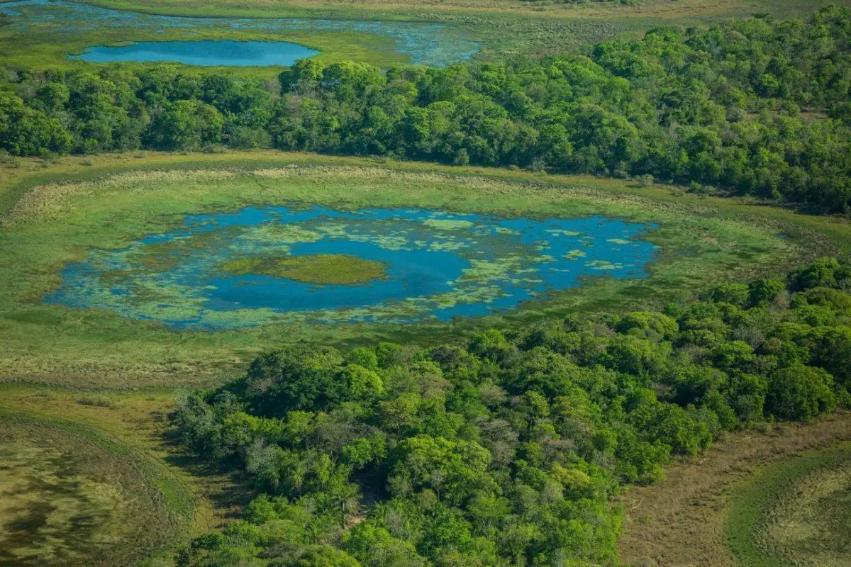 Experience Brazil's wild side - Pantanal