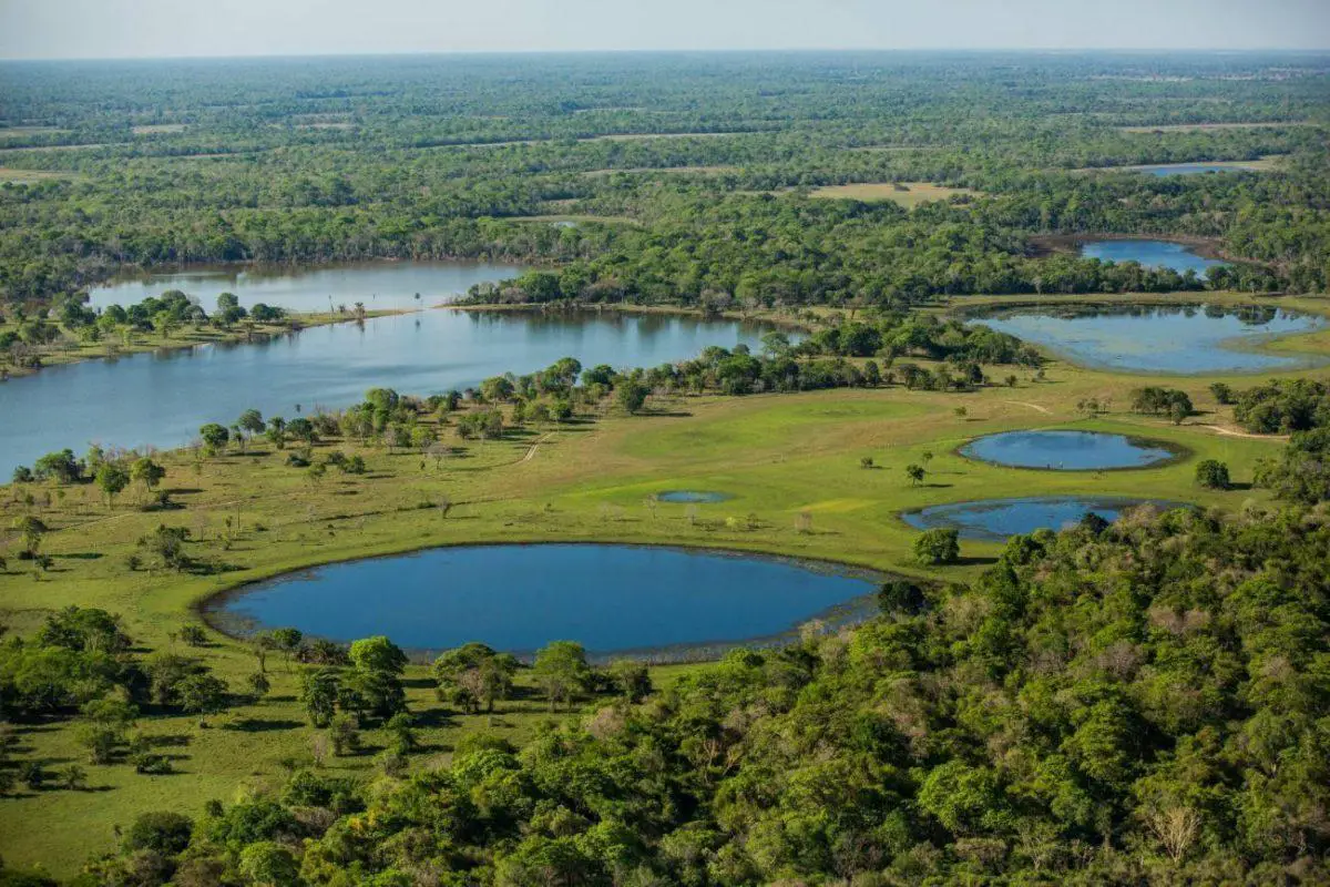Experience Brazil's wild side - Pantanal