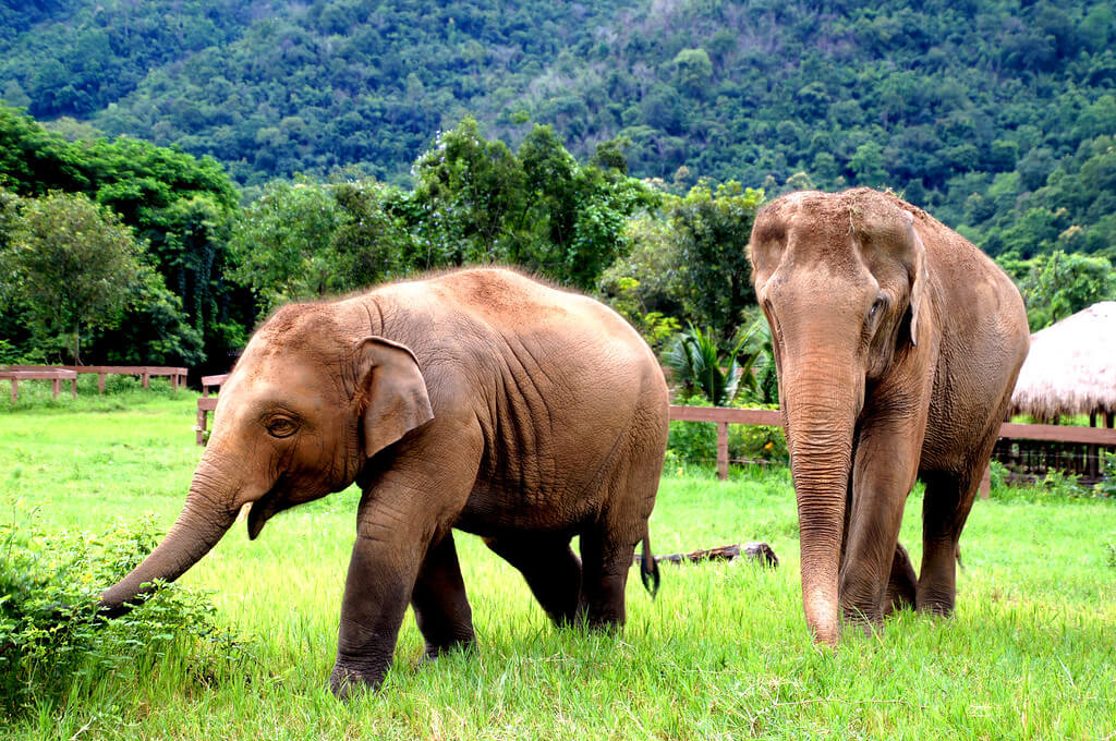 Two luxurious and cultural weeks in Thailand The Ultimate Itinerary 2 days in Chiang Mai Two luxurious and cultural weeks in Thailand The Ultimate Itinerary 2 days in Chiang Mai