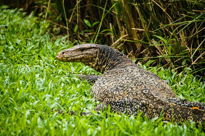Lumphini Park in Bangkok