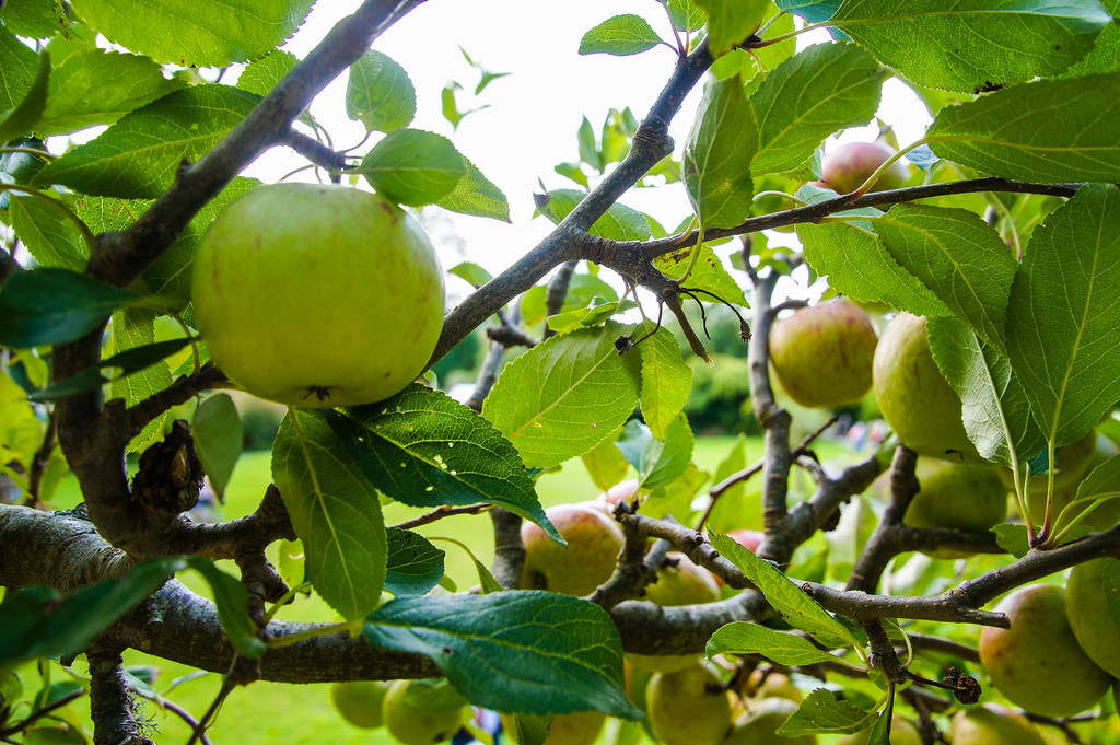 apple trees in the garden of agatha christie greenway in devon