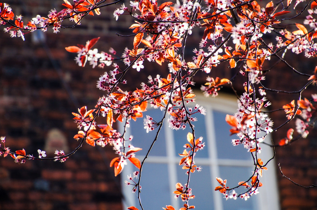 cherry blossom at the historic dockyard chatham