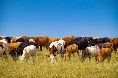cows on salisbury plain during salisbury plain safari