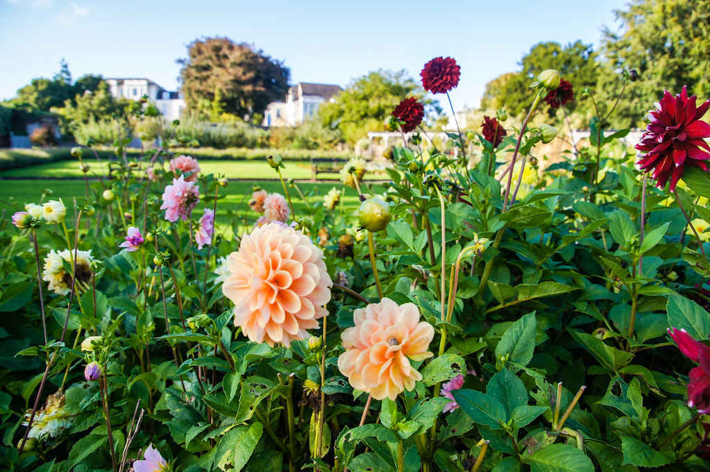 dhalias in poison garden at the torre abbey museum dhalias in poison garden at the torre abbey museum