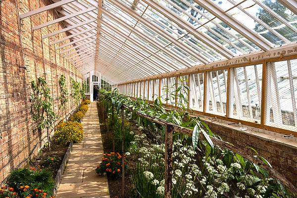 inside the greenhouses in the garden of agatha christie greenway in devon