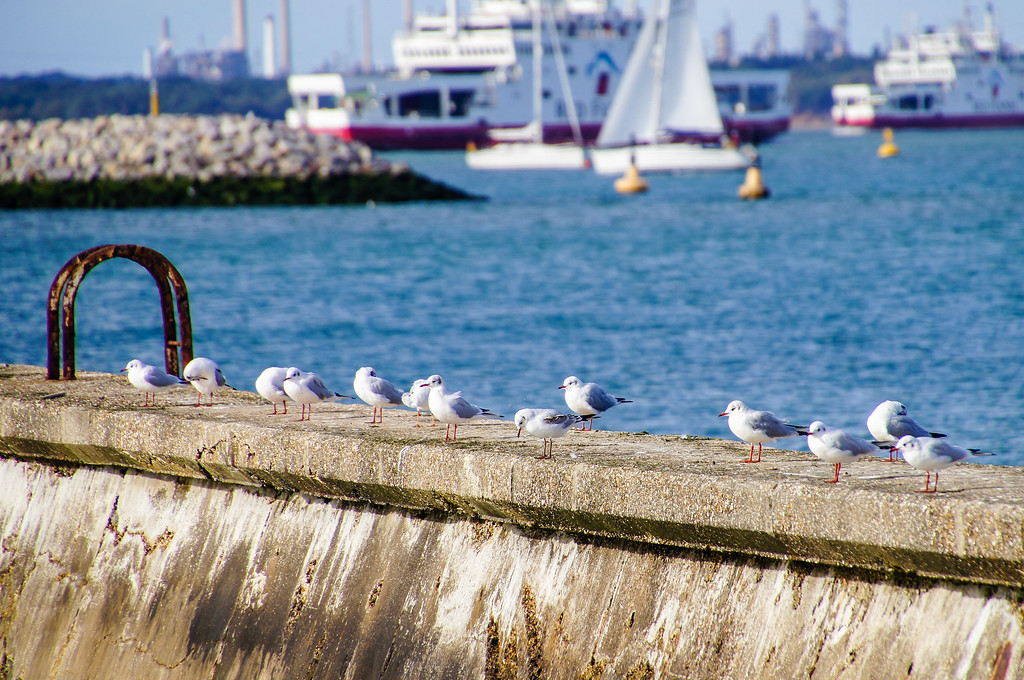 line of seagulls at the port of east cowes on the isle of wight Line of seagulls at the port of east cowes on the isle of wight