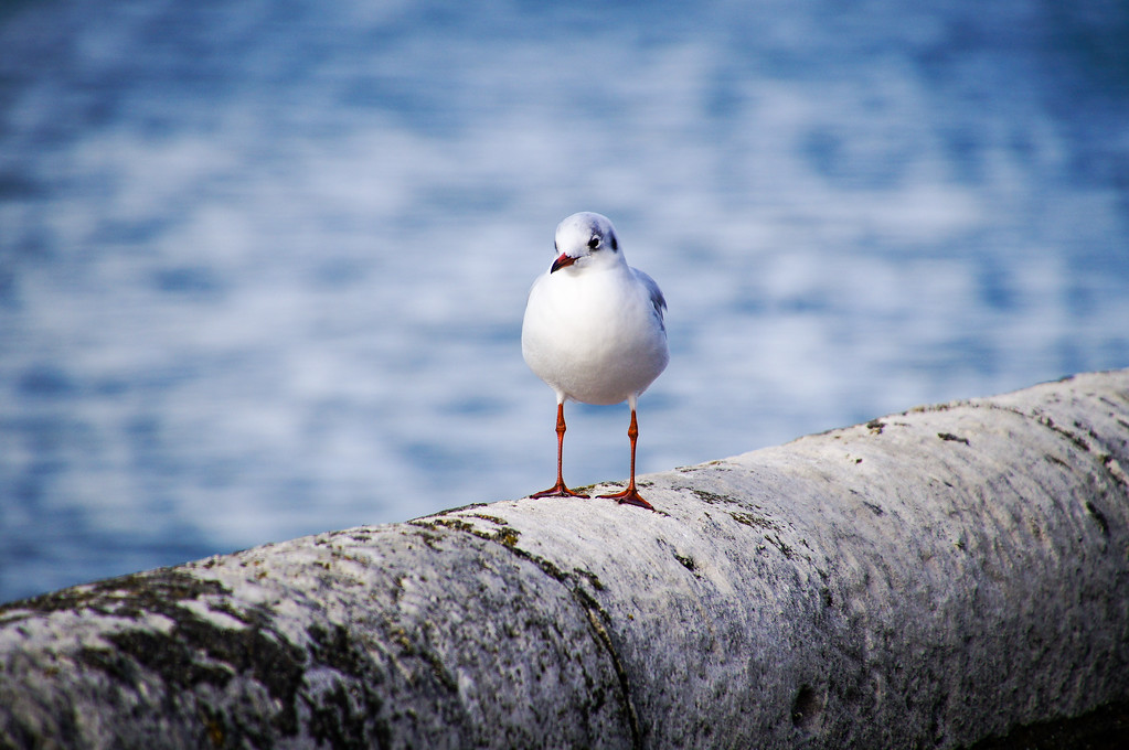 seagull at the port of east cowes on the isle of wight Seagull at the port of east cowes on the isle of wight