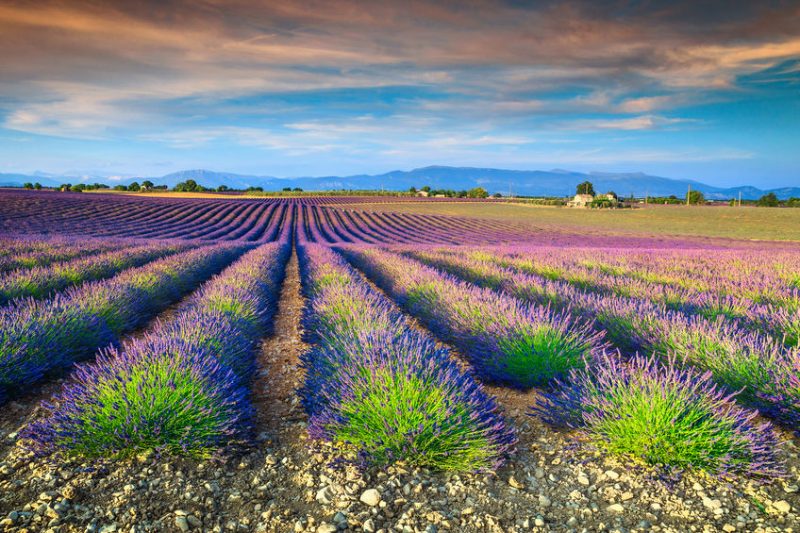Amazing violet lavender fields near Valensole village Provence region France Europe