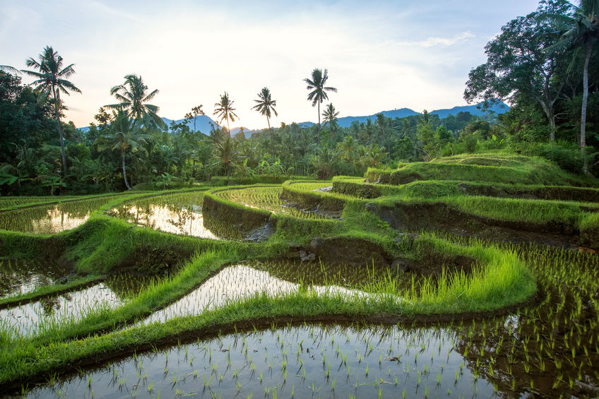 Bali Rice Terraces. Rice fields of Jatiluwih