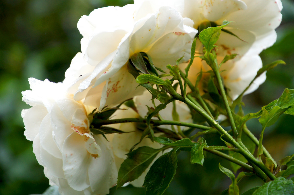 back of white roses in old rose garden of borde hill garden Back of white roses in old rose garden of Borde Hill Garden