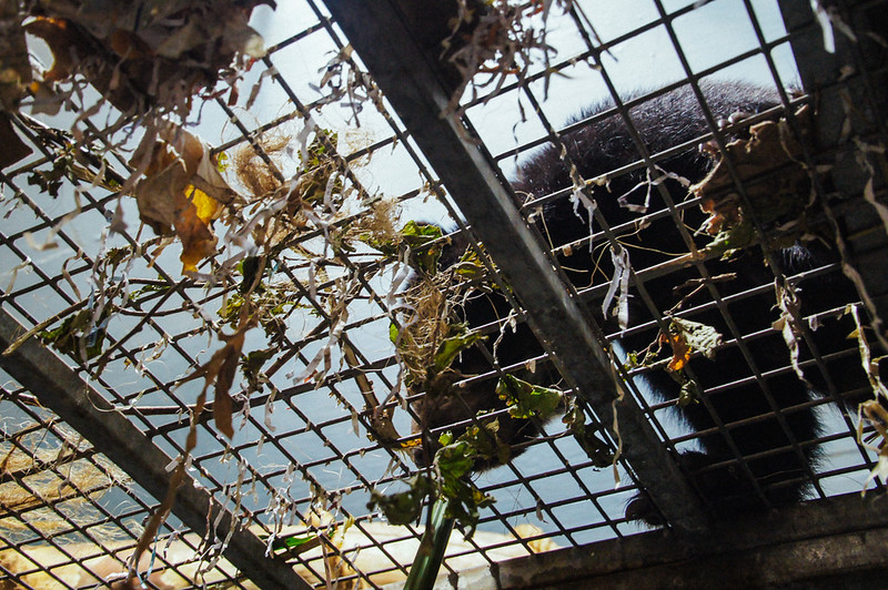 Bear in an elevated enclosure at Jersey Zoo