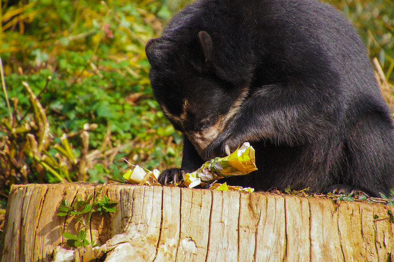 Bear opening a food pack at Jersey Zoo