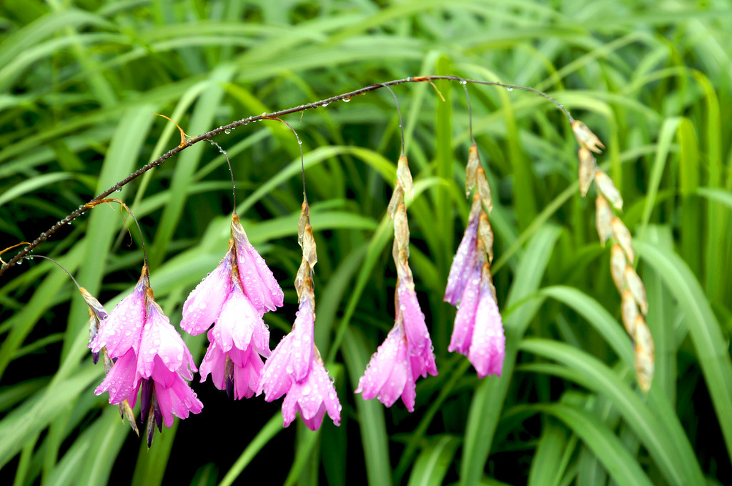 bleeding hearts in front of grasses in borde hill gardens Bleeding hearts in front of grasses in Borde Hill Garden