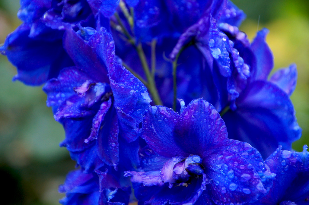 blue hyacinths in borde hill gardens Blue hyacinths in Borde Hill Garden