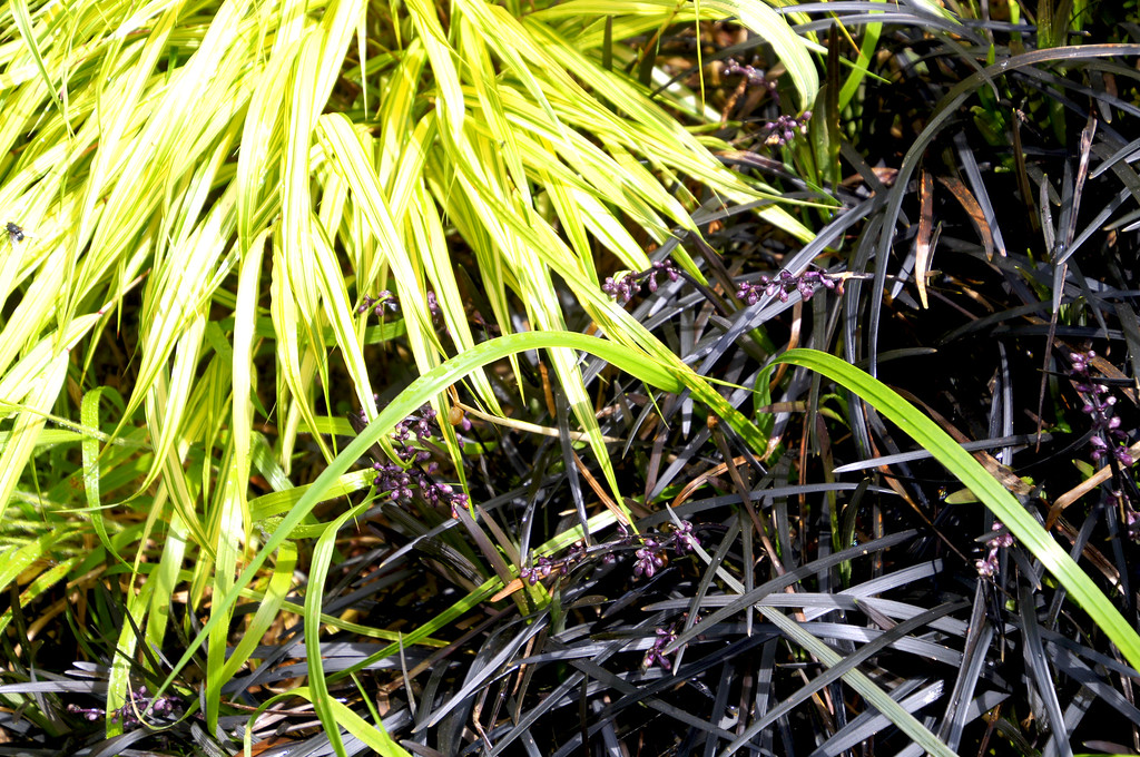 bright green and black grass in borde hill garden Bright green and black grass in Borde Hill Garden