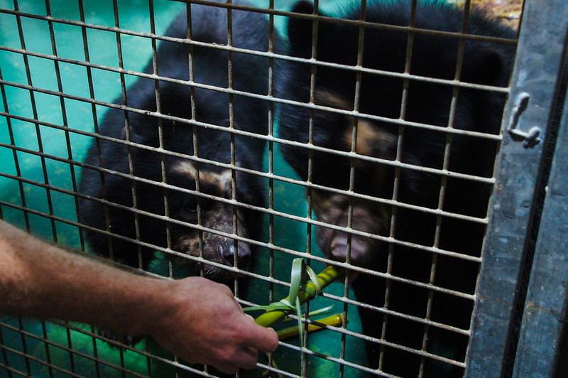 Feeding the bears at Jersey Zoo