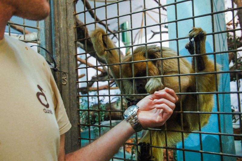 Feeding monkeys at Jersey Zoo