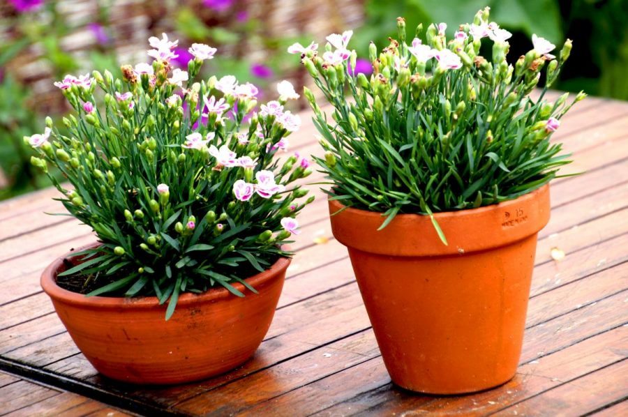 flower pots on tables on the terrace of the bel and dragon in odiham