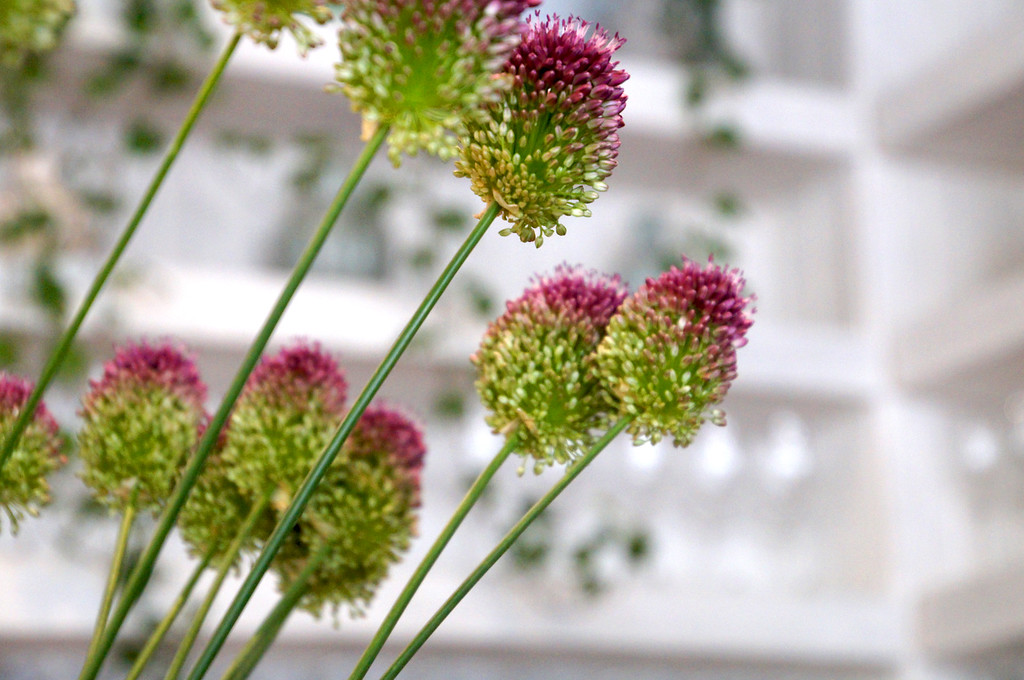 flowerd in no1 duke street richmond london