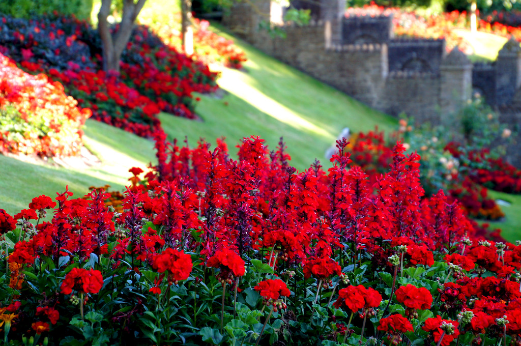 flowers in garden of guildford castle