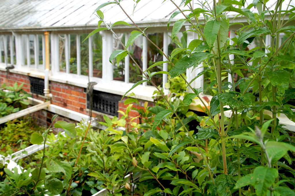 greenhosue in borde hill gardens Greenhouse at Borde Hill Garden