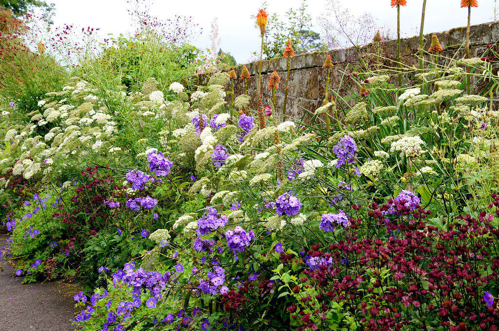 herbaceous border of paradise walk in borde hill gardens second picture Herbaceous border along Paradise Walk at Borde Hill