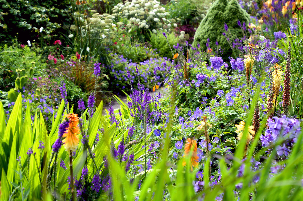 herbaceous border of paradise walk in borde hill gardens third picture Flowers along the herbaceous border on Paradise Walk