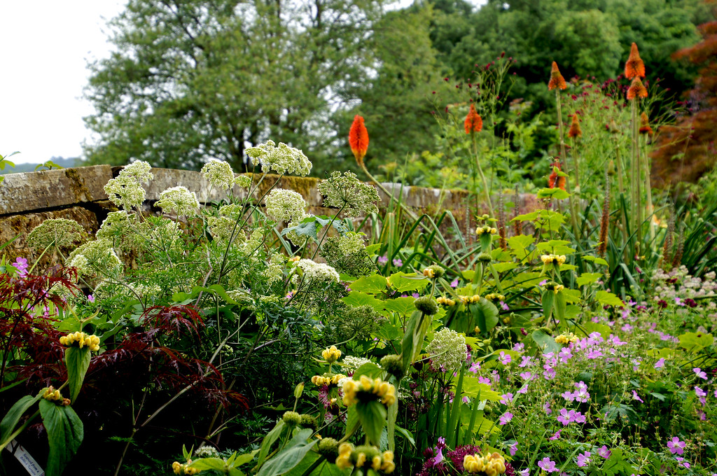 herbaceous border of paradise walk in borde hill gardens Herbaceous border of paradise walk in Borde Hill Garden
