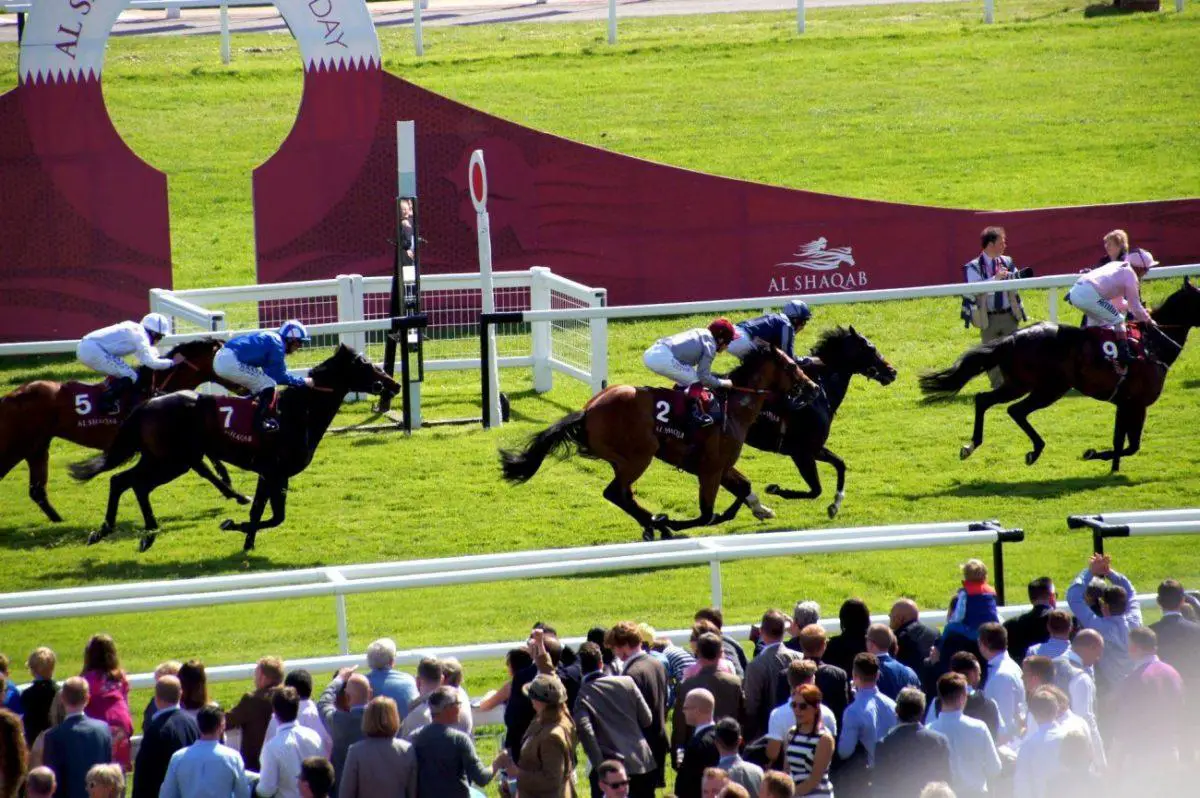 horses and jockeys racing at the Newbury Racecourse main field on al shaquab lockinge day