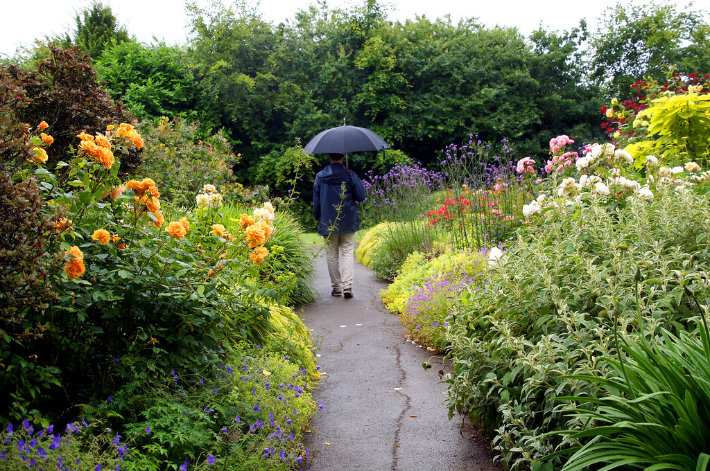 husband walking through midsummer border in borde hill gardens Gary walking beside the Midsummer Border at Borde Hill