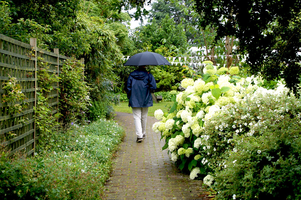 husband walking through white rhododendron in borde hill gardens Gary walking through white rhododendrons at Borde Hill