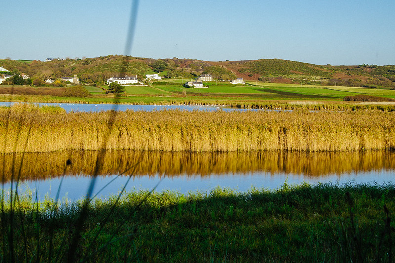 Wetland landscape surrounding the Jersey Wetland Centre