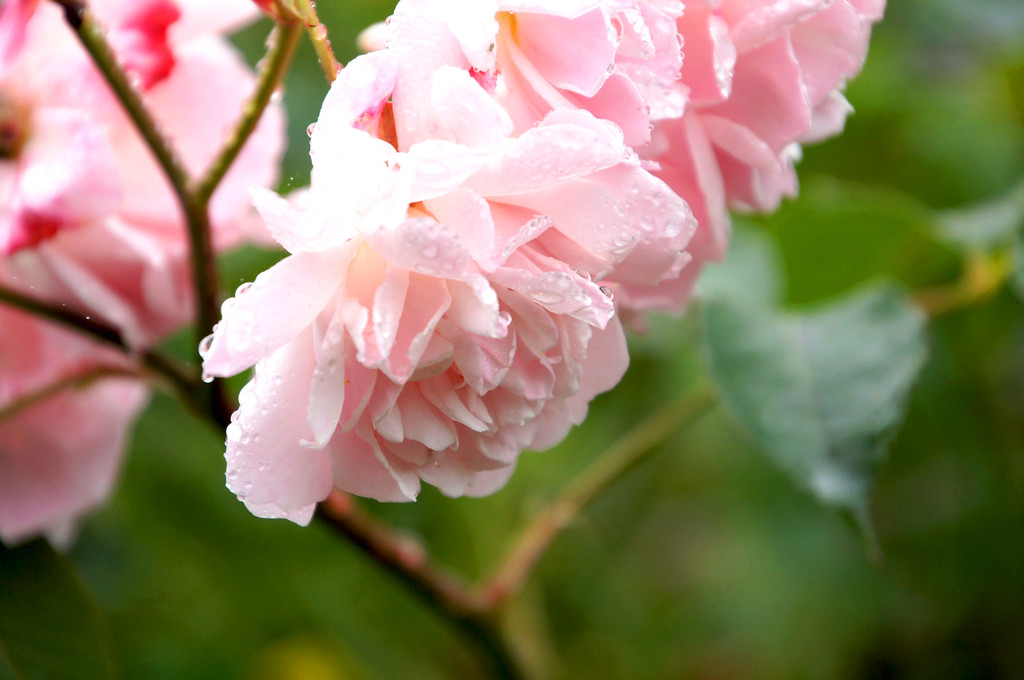 little pink roses with water drops in borde hill garden Little pink roses with water drops in Borde Hill Garden