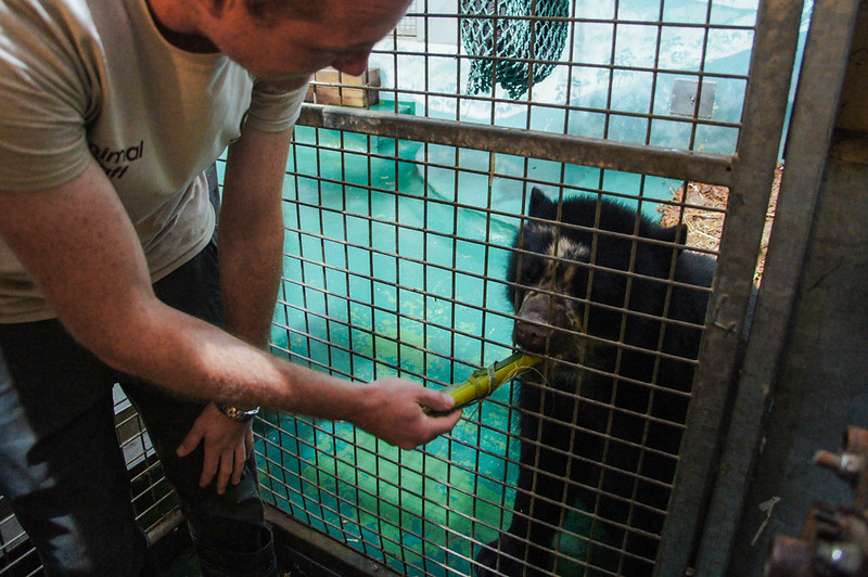 Keeper feeding a bear at Jersey Zoo