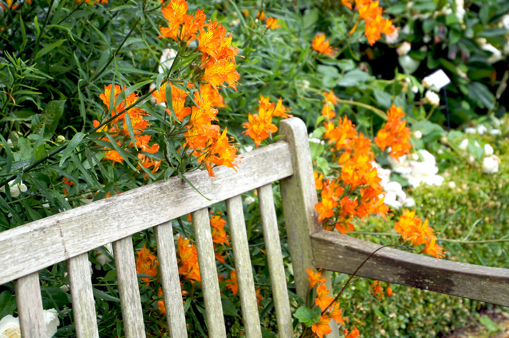 orange rhododendron behind bench in borde hill gardens Orange rhododendron behind bench in Borde Hill Garden