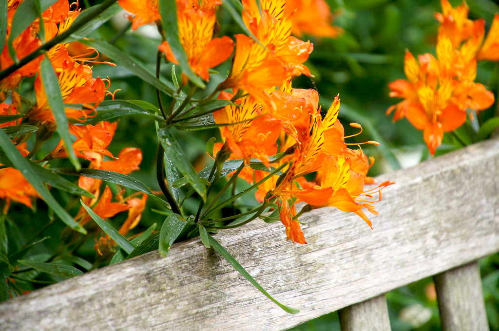 orange rhododendron in borde hill gardens Orange rhododendron in Borde Hill Garden