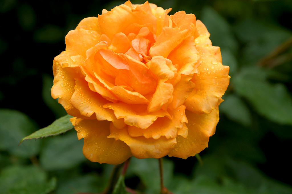 orange rose in midsummer border in borde hill gardens Orange rose in midsummer border in Borde Hill Garden