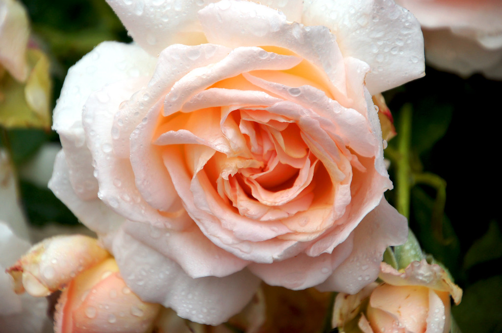 peach rose in borde hill gardens Peach rose in Borde Hill Garden