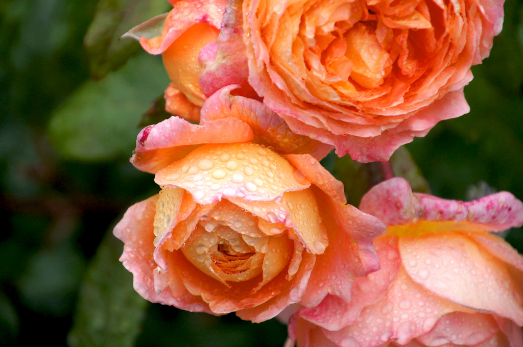 pink and peach roses in jay robins rose garden in borde hill gardens Pink and peach roses in jay robins rose garden in Borde Hill Garden