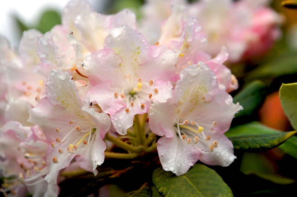 pink azaleas in borde hill gardens Pink azaleas in Borde Hill Garden