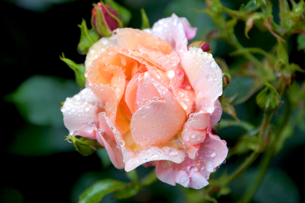 pink rose with water droplets in old rose garden of borde hill garden Pink rose with water droplets in old rose garden of Borde Hill Garden