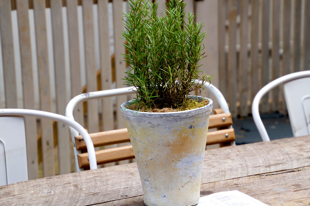 plant on table on outdoor terrace of no1 duke street richmond london