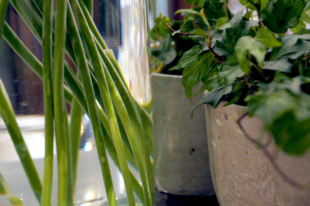 plants in no1 duke street richmond london