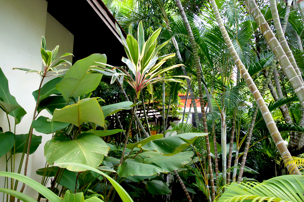 plants in the gardens of panviman chiang mai in thailand Plants in the gardens of Panviman Chiang Mai Spa Resort